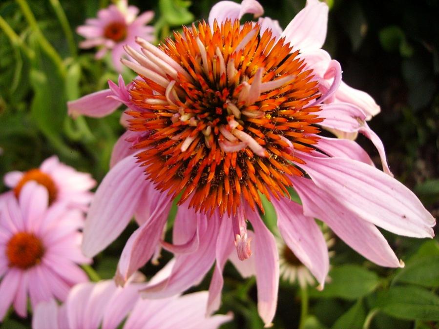 024echinacea