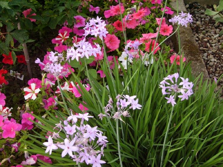 030tulbaghia violacea