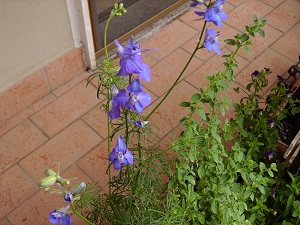 031  l'angolo di ale      delphinium