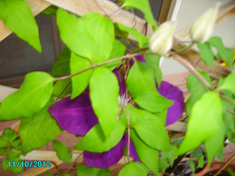 032 clematis in fiore