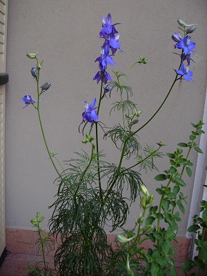 033  l'angolo di ale    delphinium