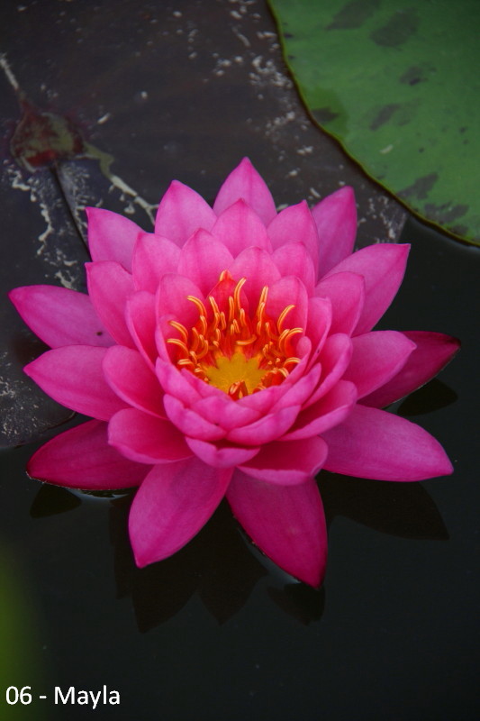 06