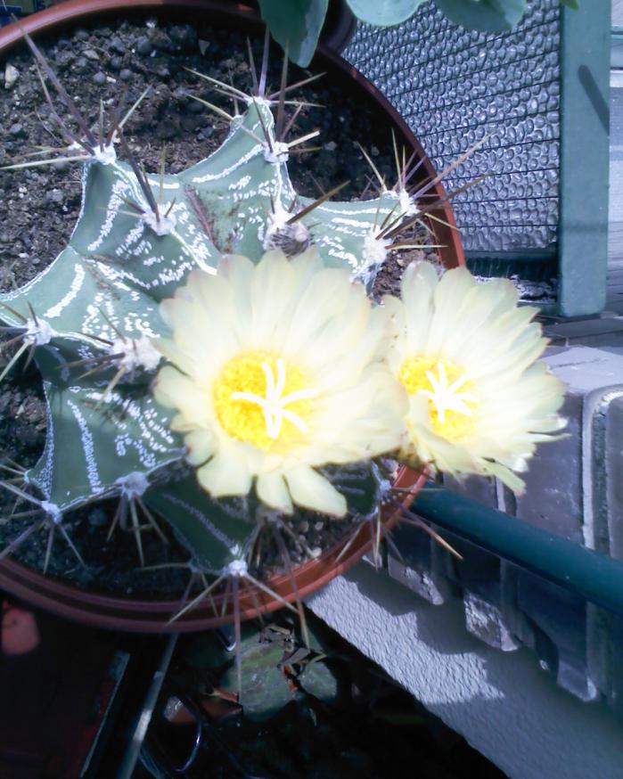 060511 Astrophytum