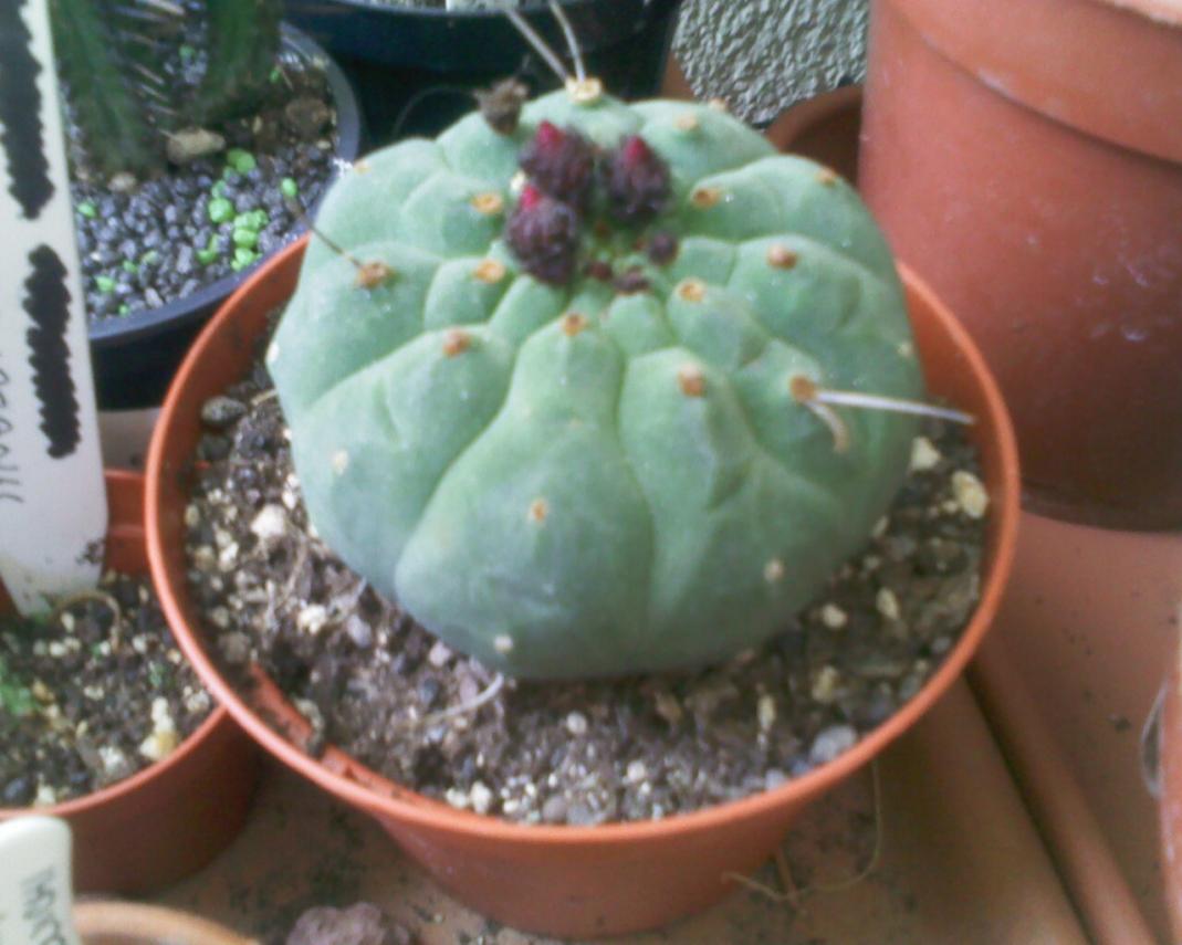 090411 Matucana