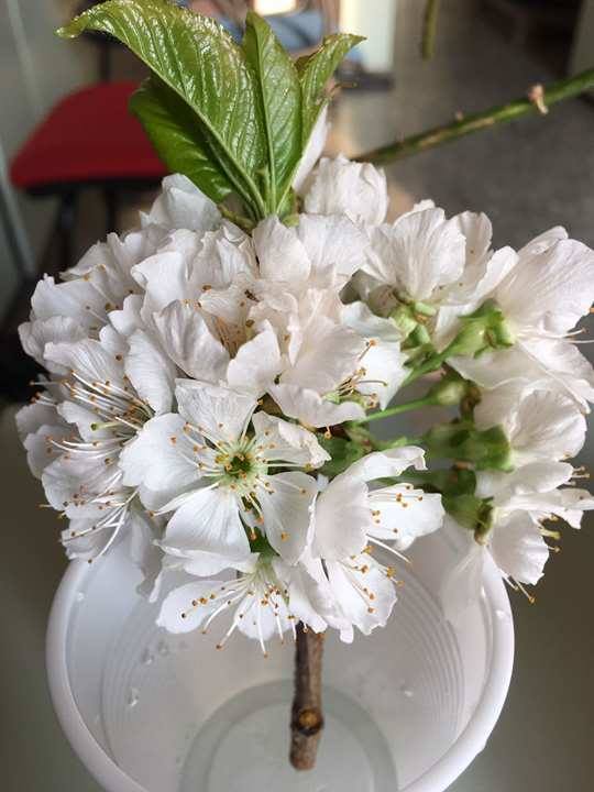 Un albero con fiori bianchi | Forum di Giardinaggio.it