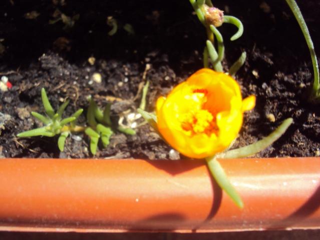 11 giugno 2012 002 portulaca