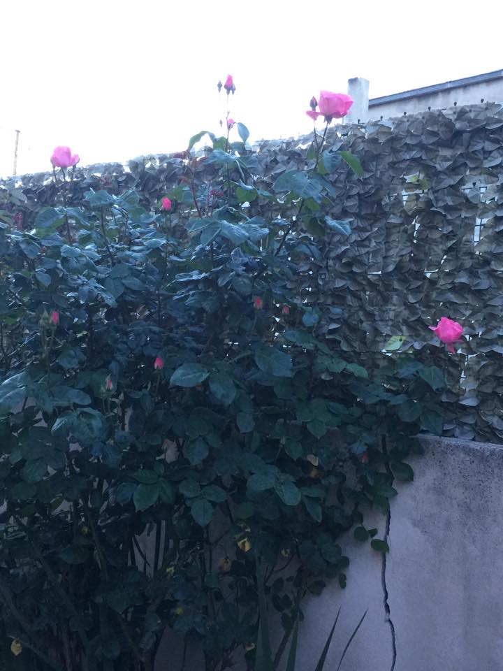 11210337 935469659806726 1207112072 n