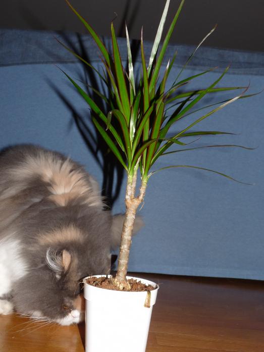 12 febbraio 2010. dracena margina appena acquistata al lidl! dietro gatto curioso (adottato adulto pure quello!!!!!!)