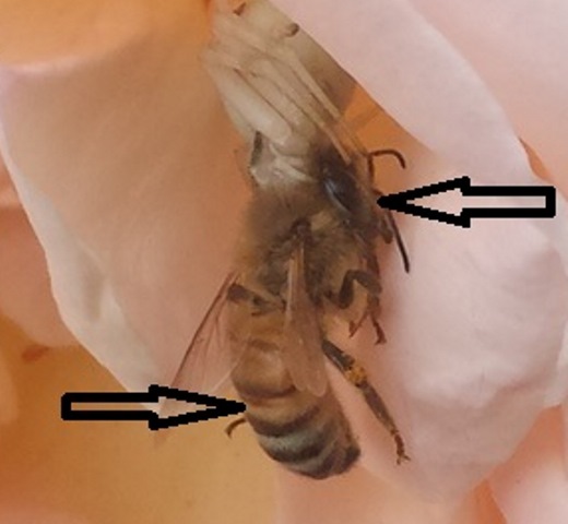 15 maggio preda Misumena vatia