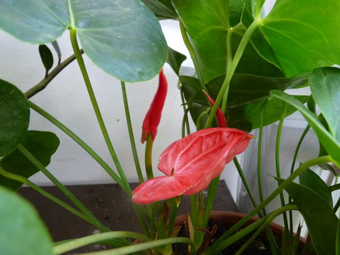 16 agosto 2010. altri fiori dell'anthurium scartata dal clineti per chè brutto... ora è bello!!