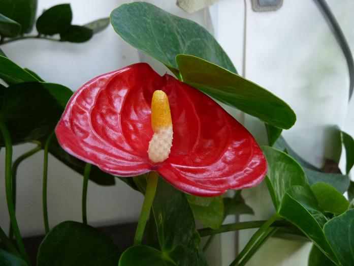 16 agosto 2010. anthurium scartato da un cliente perchè brutto... mah sarà, da me è al 4° fiore!!!!!