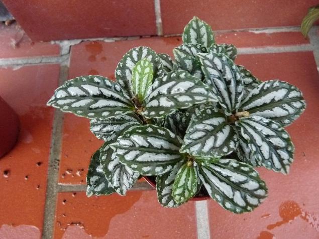 18 agosto 2010. nuovo acquisto della mamma. pilea cadierei.