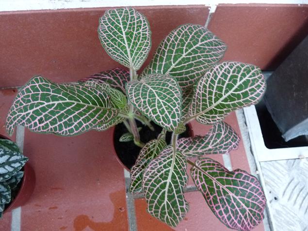 18 agosto 2010. piantina acquistata dalla mamma. è una FITTONIA VERSCHAFFELTII (FITTONIA ALBIVENIS)