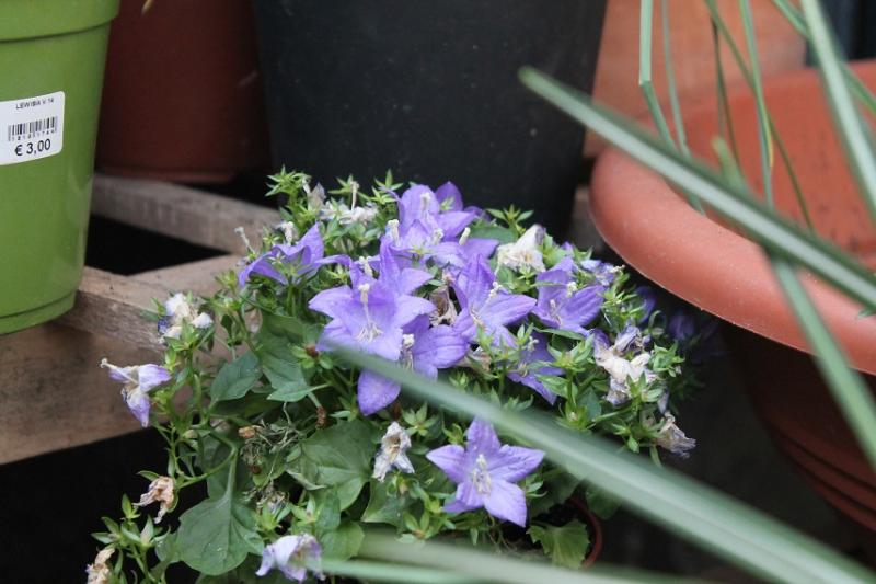 20.03.15 Campanula isophylla