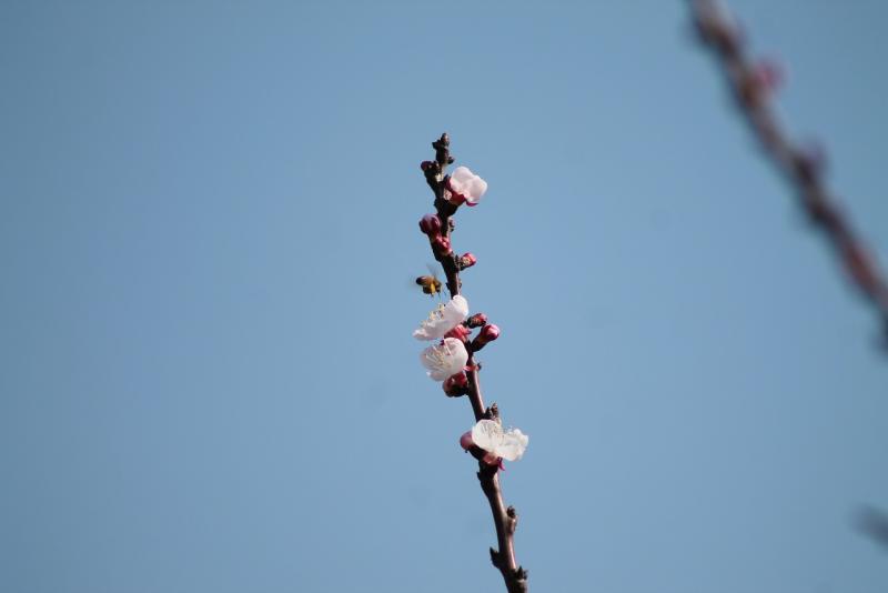 20.03.15 Le prime apine sei primi fiori di albicocco intente a fare il loro lavoro di brave impollinatrici :)