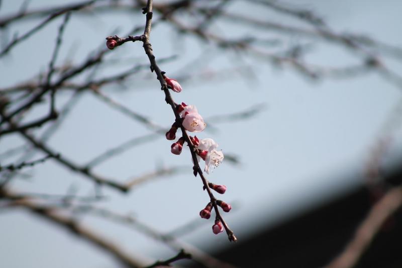 20.03.15 Primi fiori di albicocco