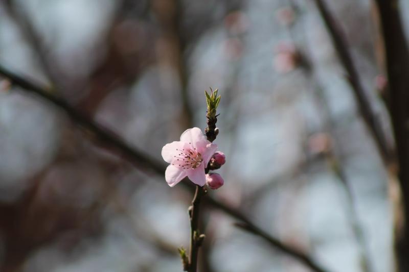 20.03.15 Primo fiore di pesco