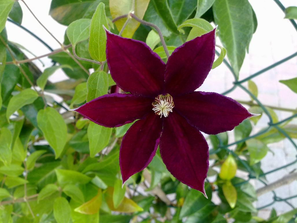 20072010001 Clematis Rouge cardinal