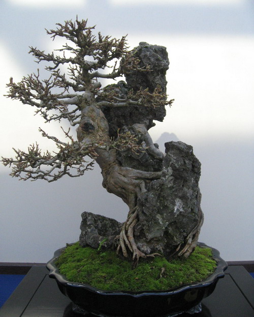 201036173844 TRIDENTE ROCCIA