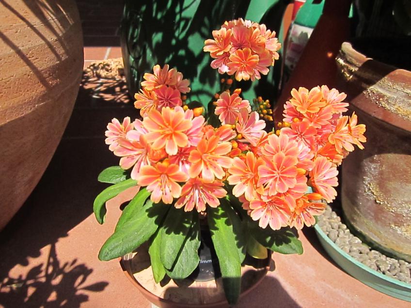 2011 - Lewisia