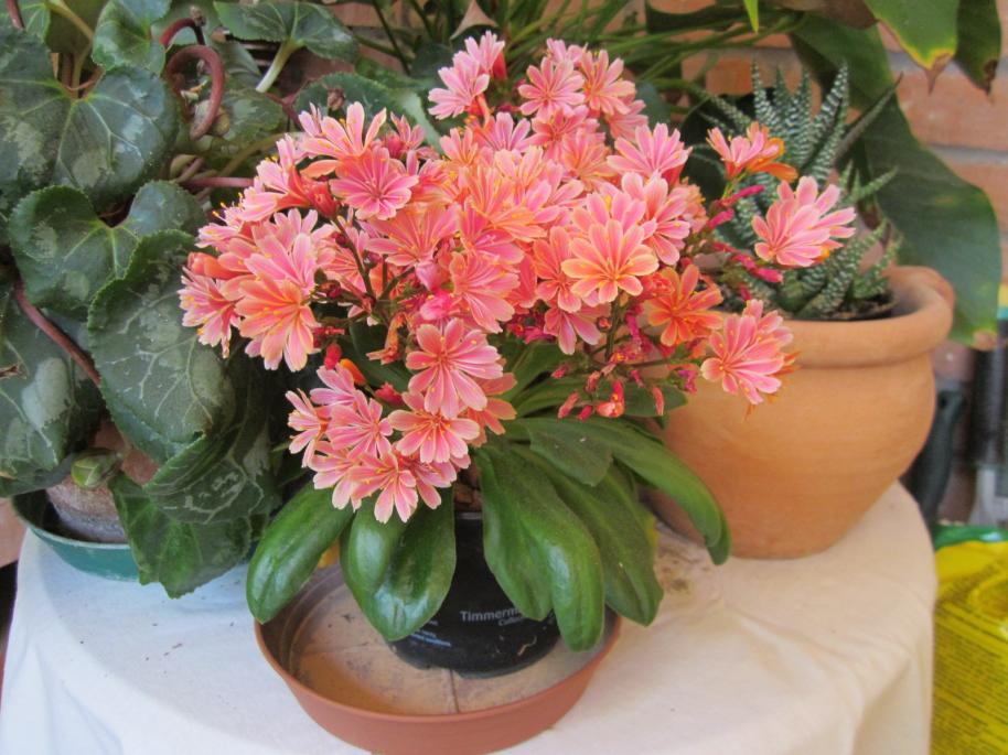 2011 - Lewisia