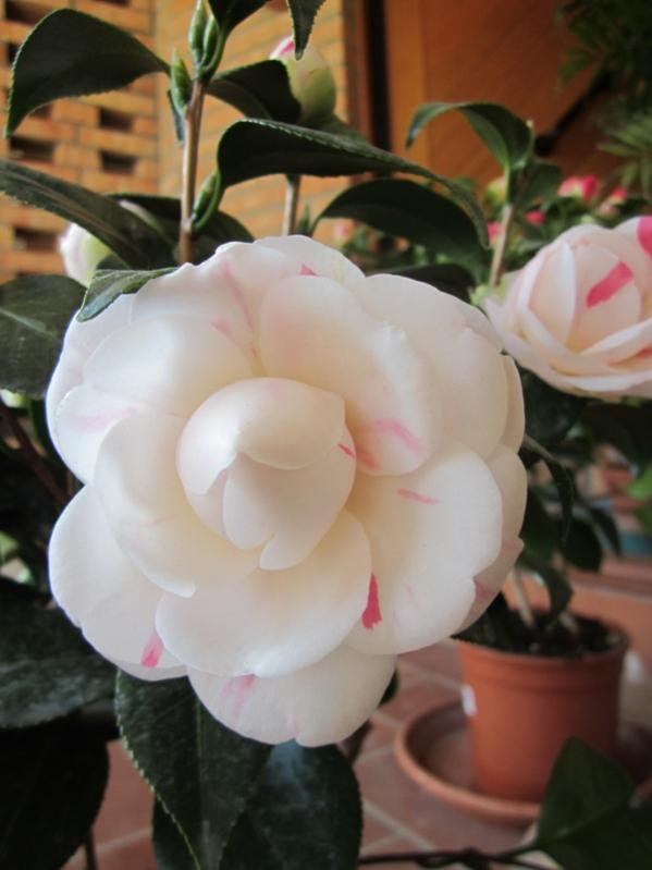 2012 - Camelia April Down