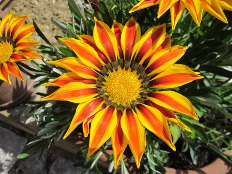 2012 - Fiore gazania