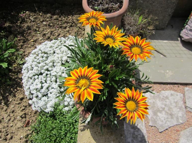 2012 - Gazania