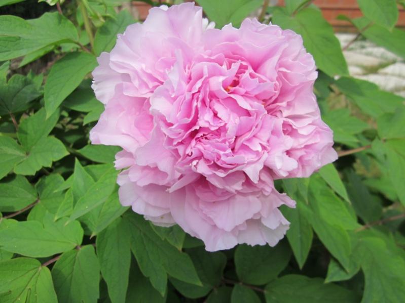2012 - Peonia