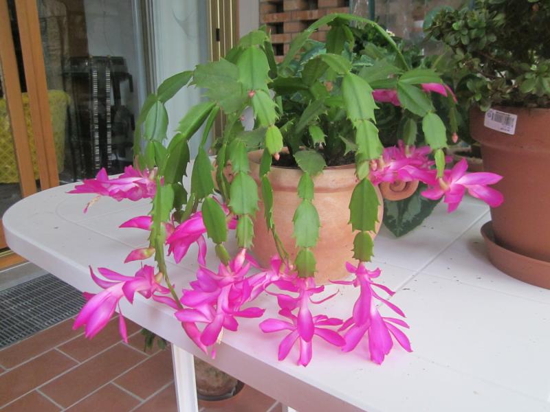 2012 - Schlumbergera