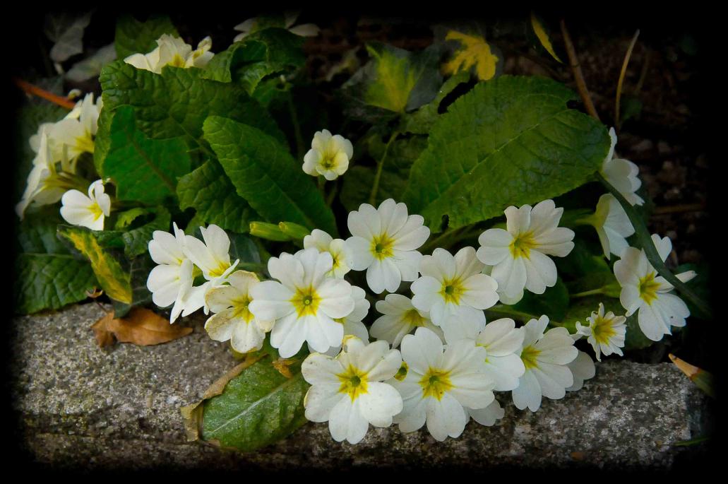 201203_primula bianca