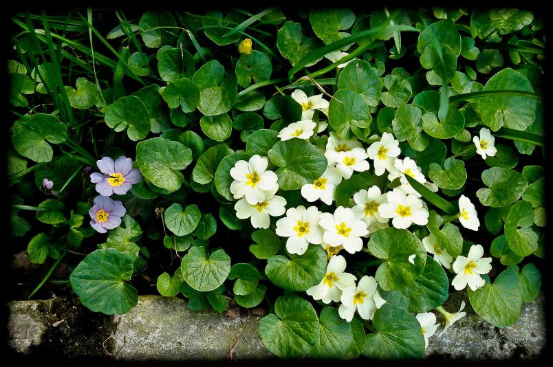 201203_primula bianca_girgia