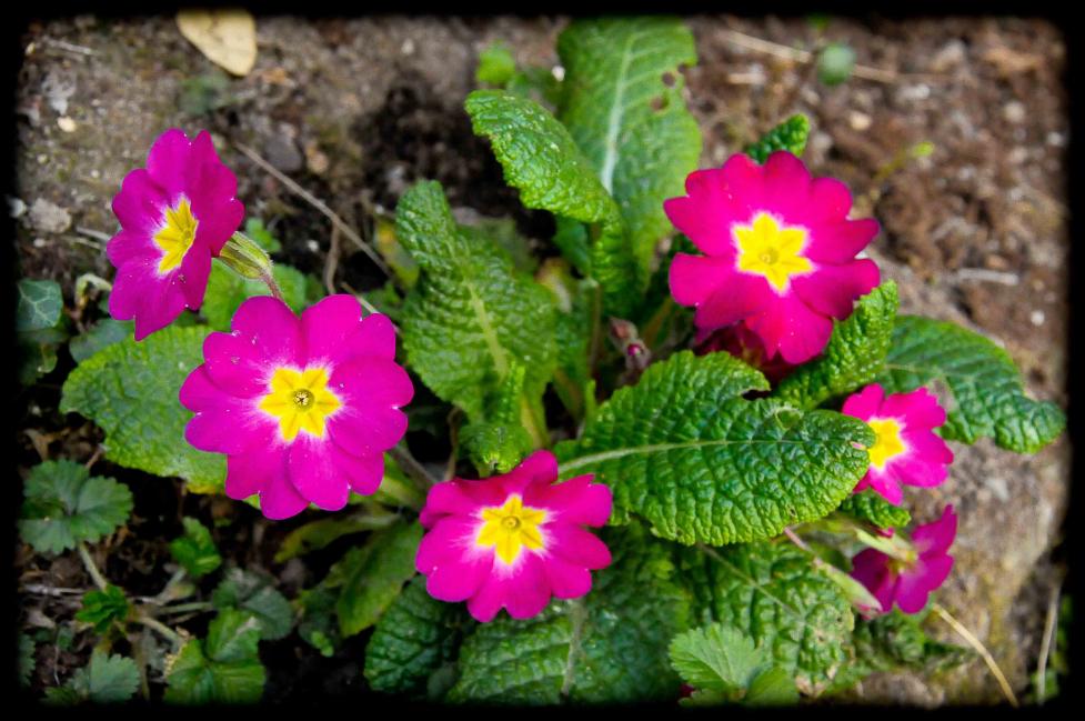 201203_primula viola