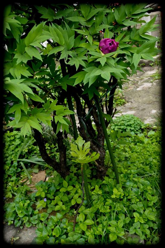 20120413 fico