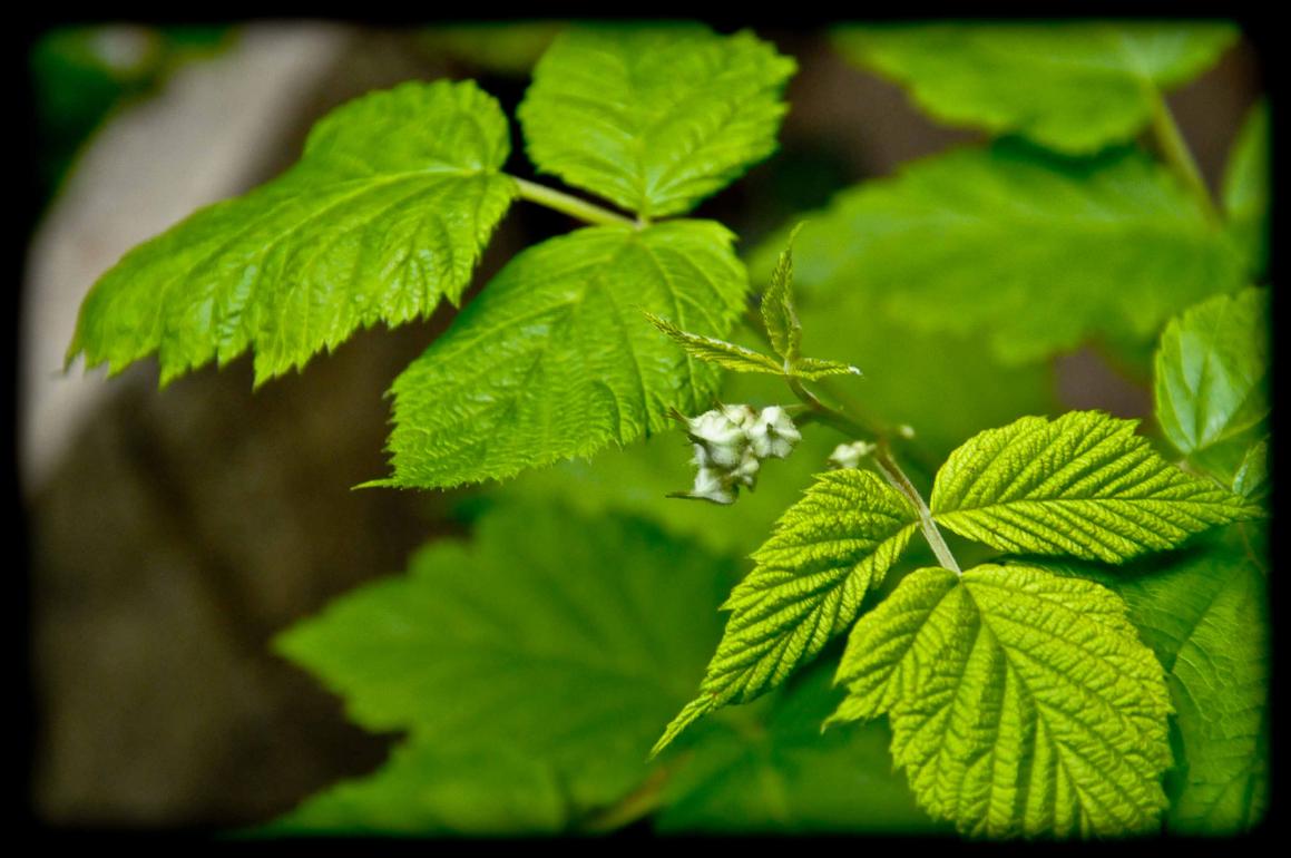 20120413 lampone