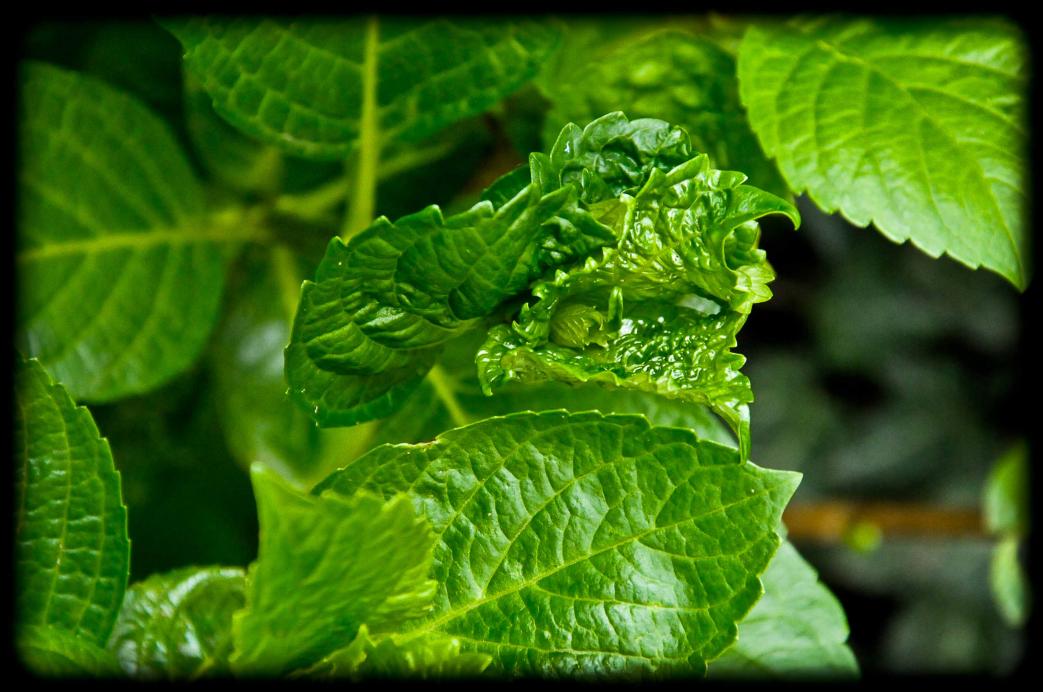 20120413 ortensia malata (?)