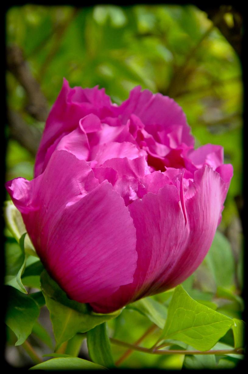 20120413 peonia: il primo