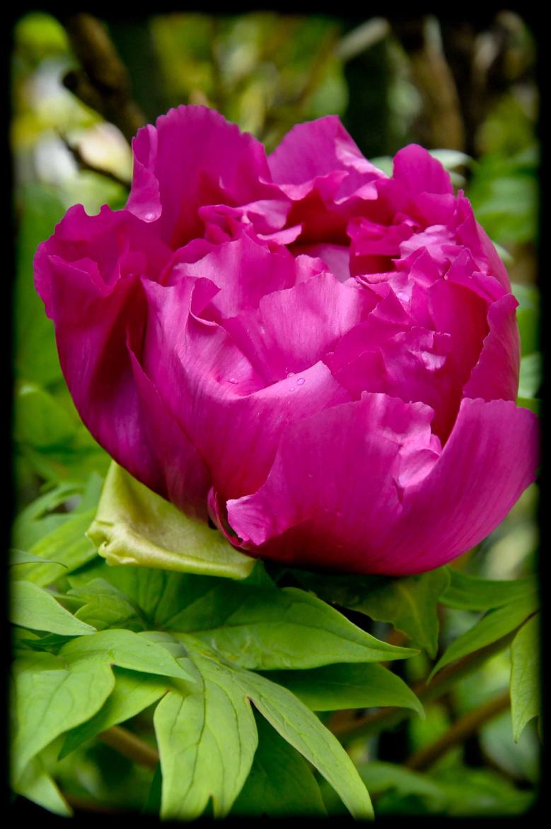 20120413 peonia
