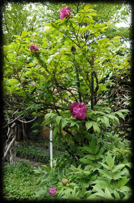 20120413 peonia2