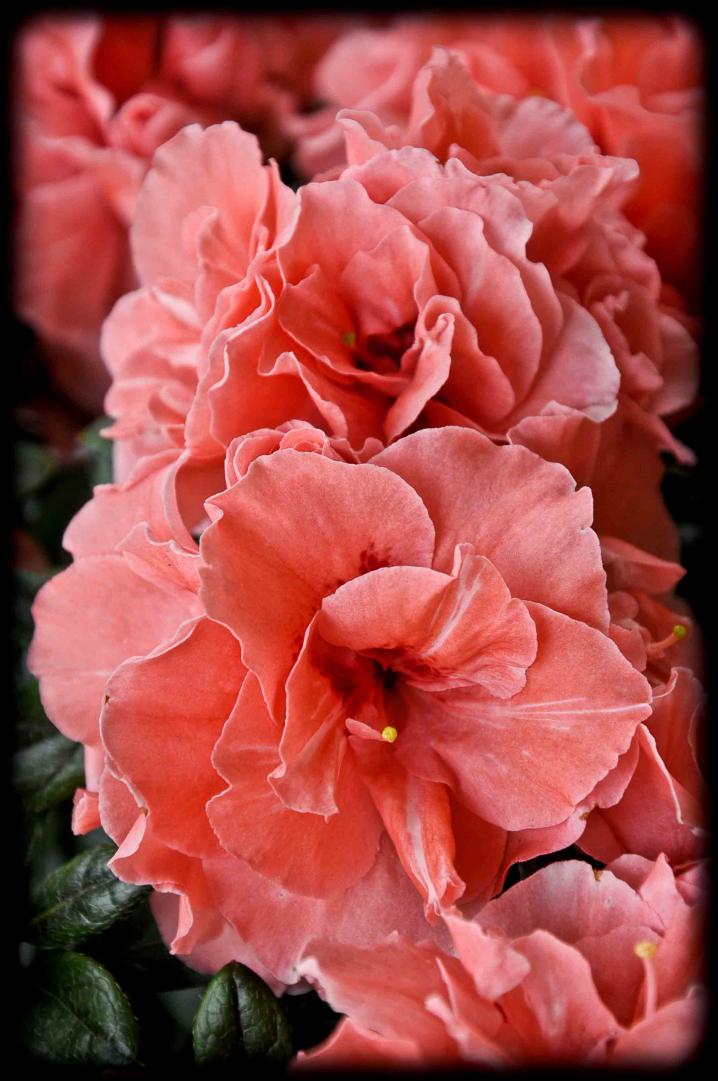 20120414 azalea rosa