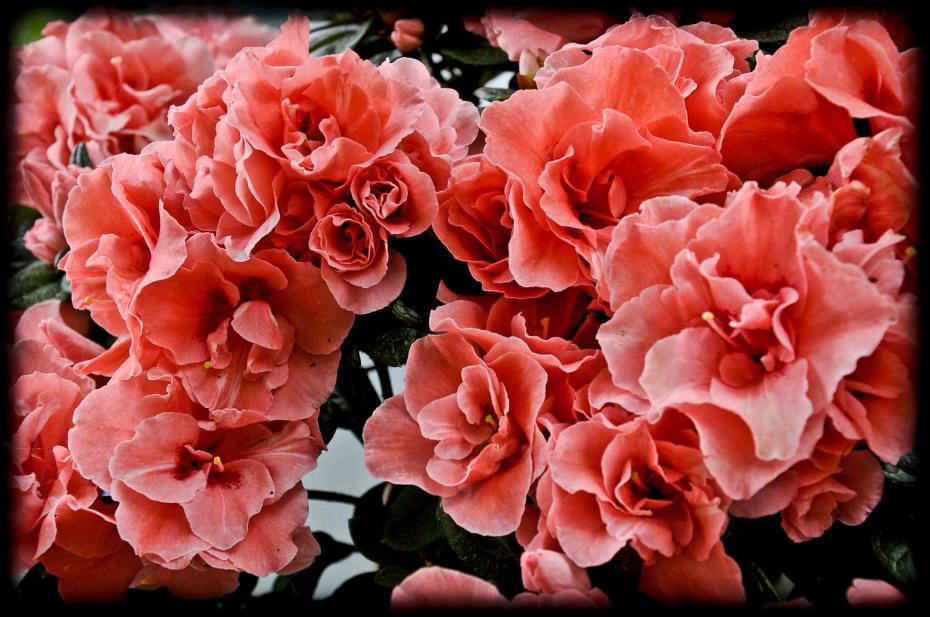 20120414 azalea rosa1