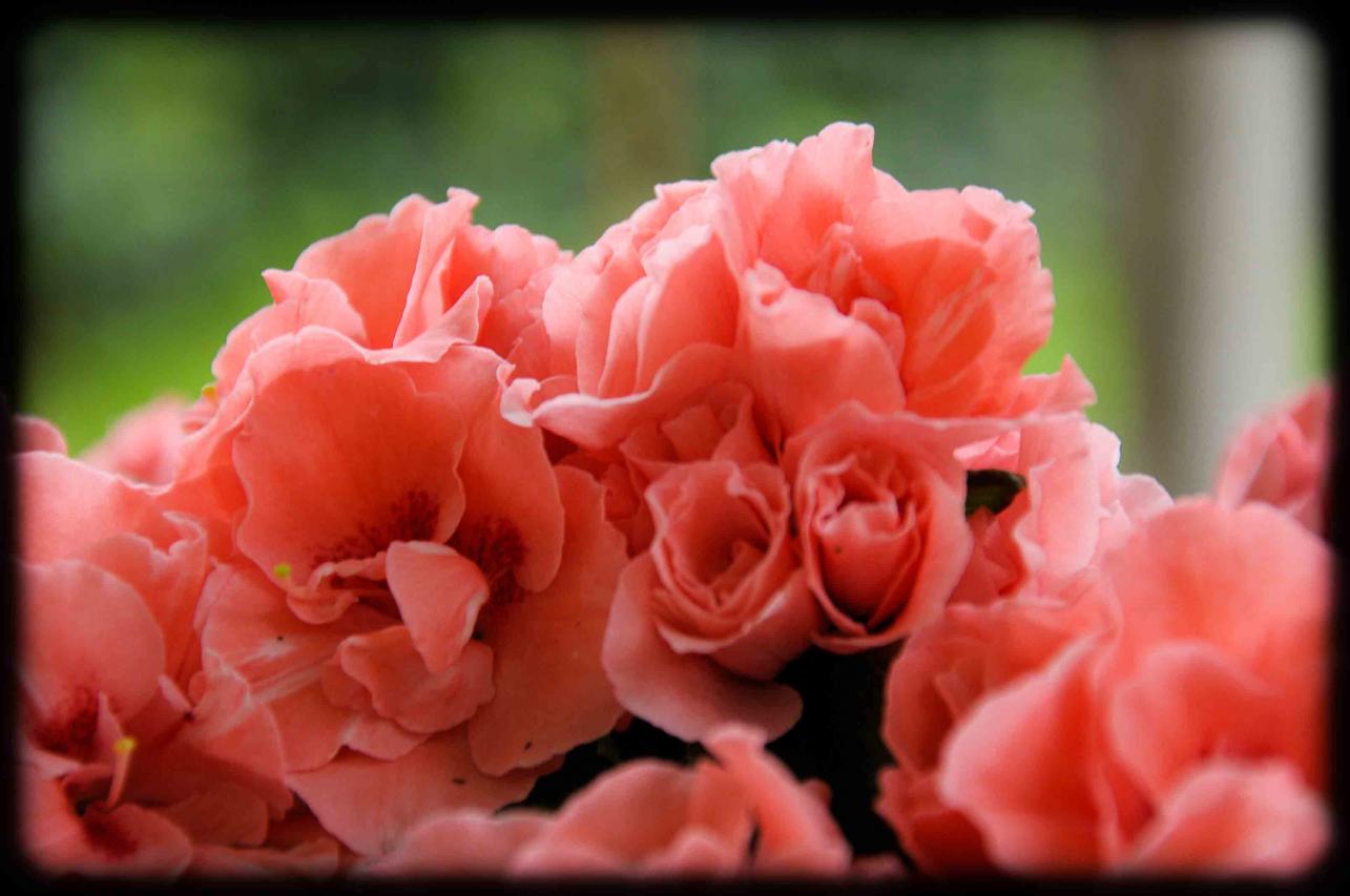 20120414 azalea rosa2