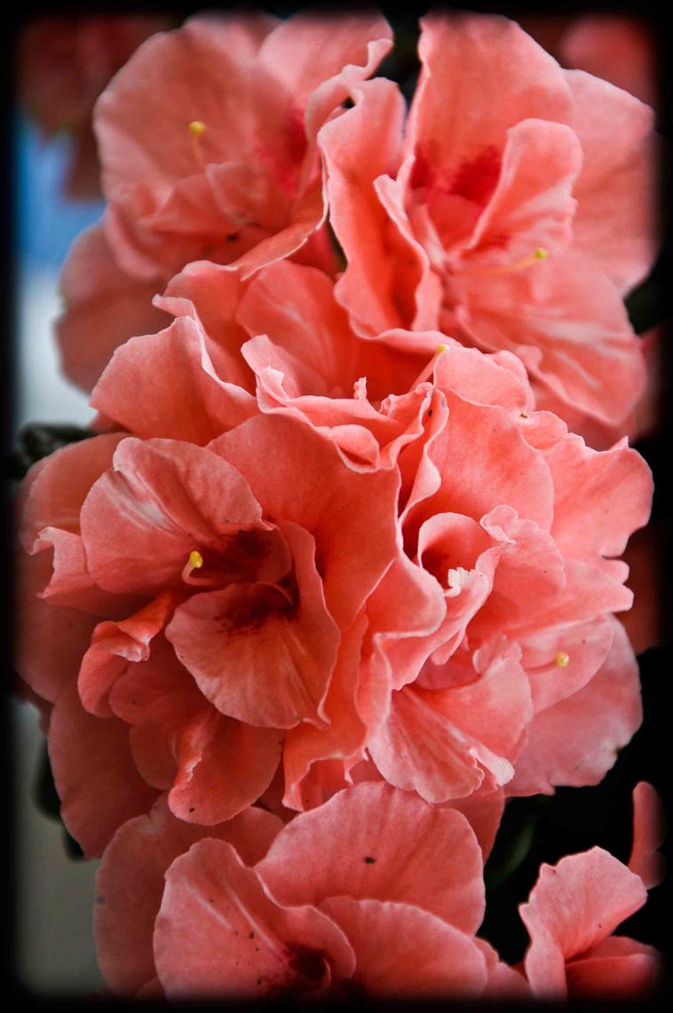 20120414 azalea rosa3
