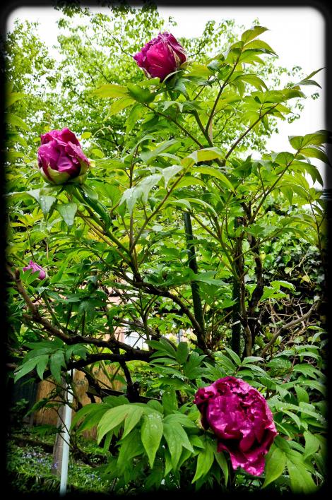 20120414 peonia1