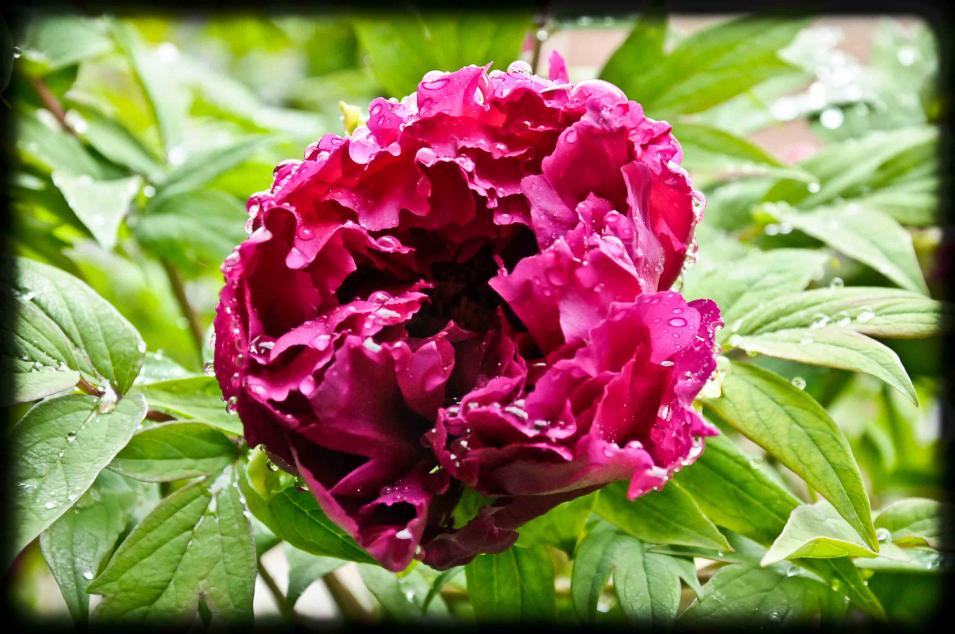 20120414 peonia4