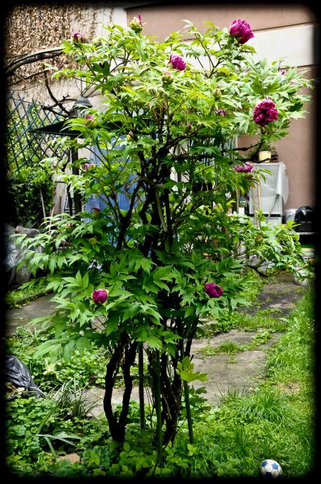 20120414 peonia7