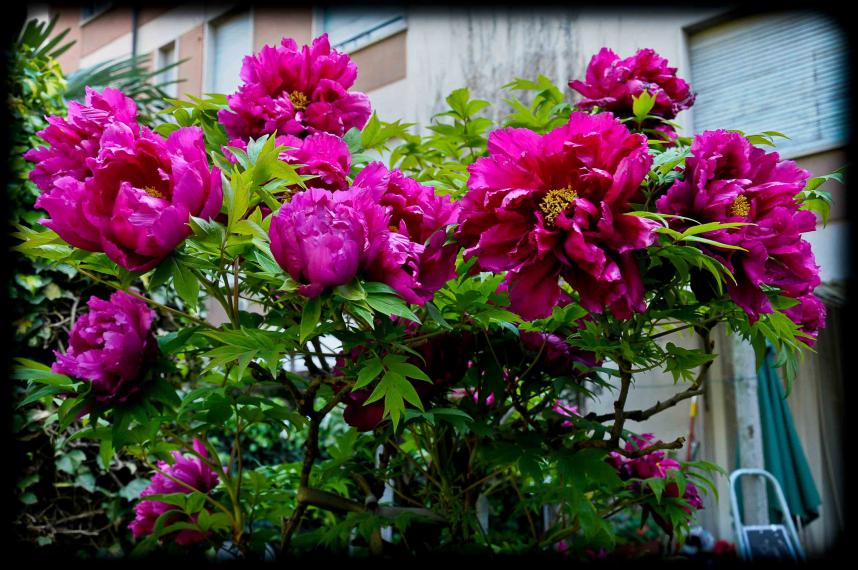 20120422 peonia