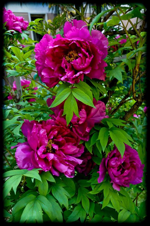 20120422 peonia1
