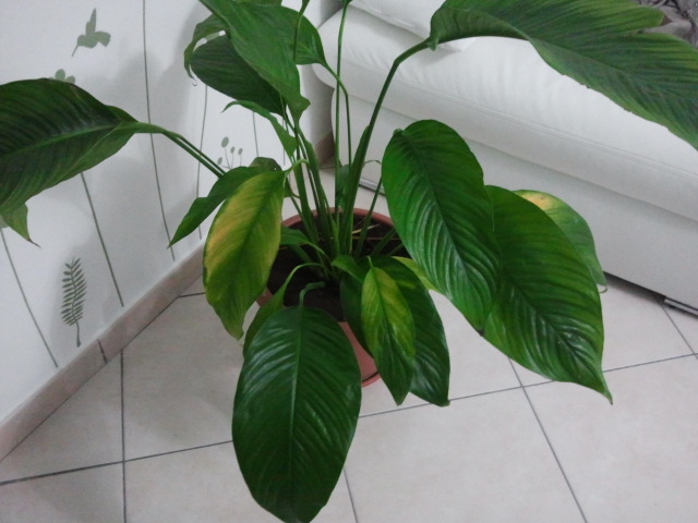 2013 09 05 18.46.37
Saptifillo 2