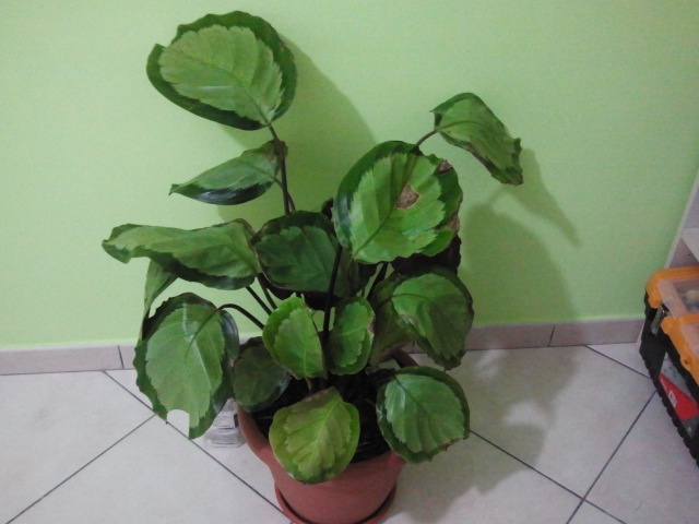 2013 09 05 18.47.30
Calathea rosastar